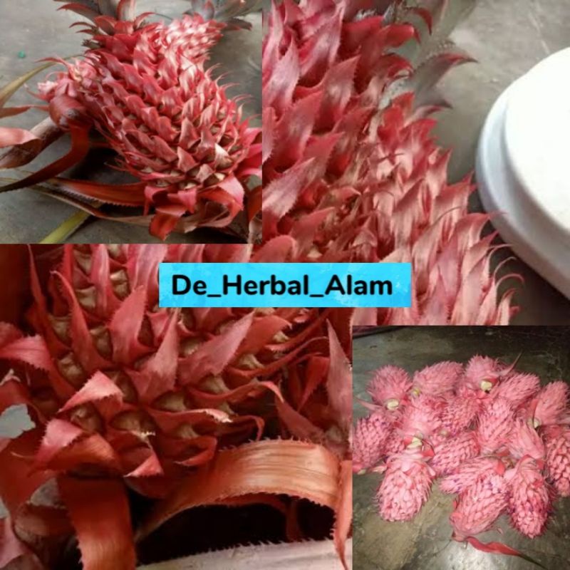 

Nanas merah Segar Obat herbal 500 gram