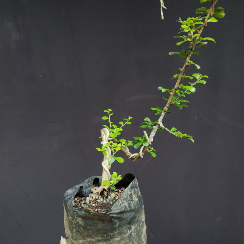 bibit bonsai hokianti