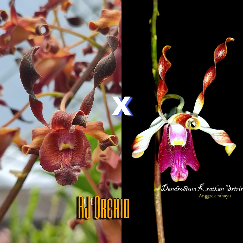 Sedling Dendrobium Dewanti Beauty x Kraikan Sirinungsi