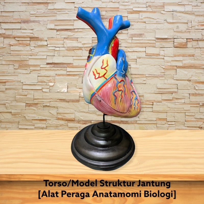 

Model Anatomi Struktur Jantung Manusia - Alat Peraga Biologi [100% Original Peoduct]
