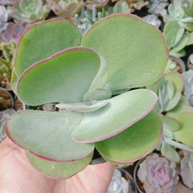 Sekulen Kalanchoe ping Pong