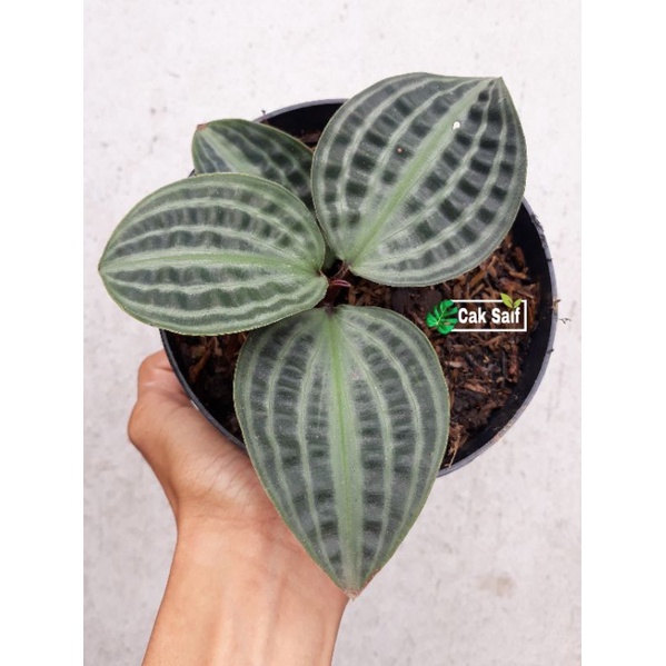 Tanaman Hias Pacing Kura / Tanaman Geogenanthus Poeppigii