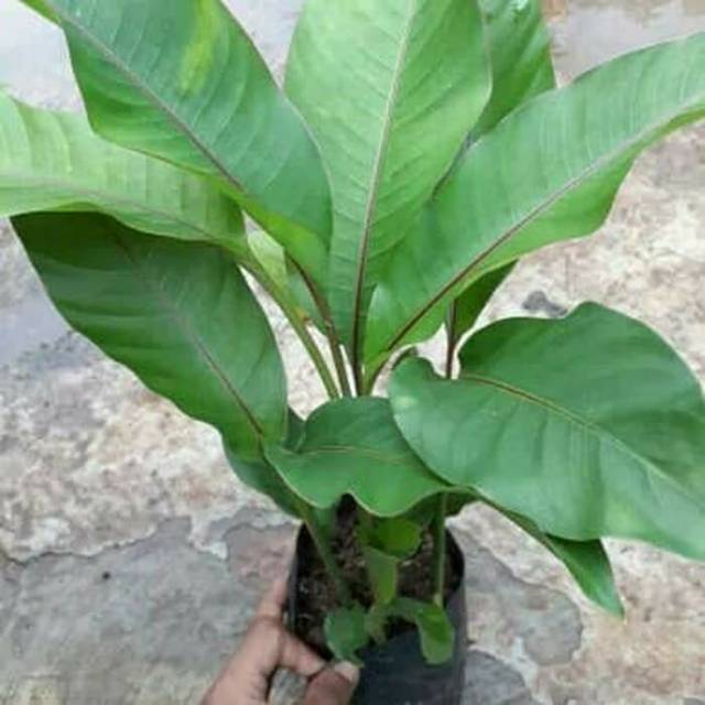 Tanaman hias pisang bali - heliconia - pisang pisangan