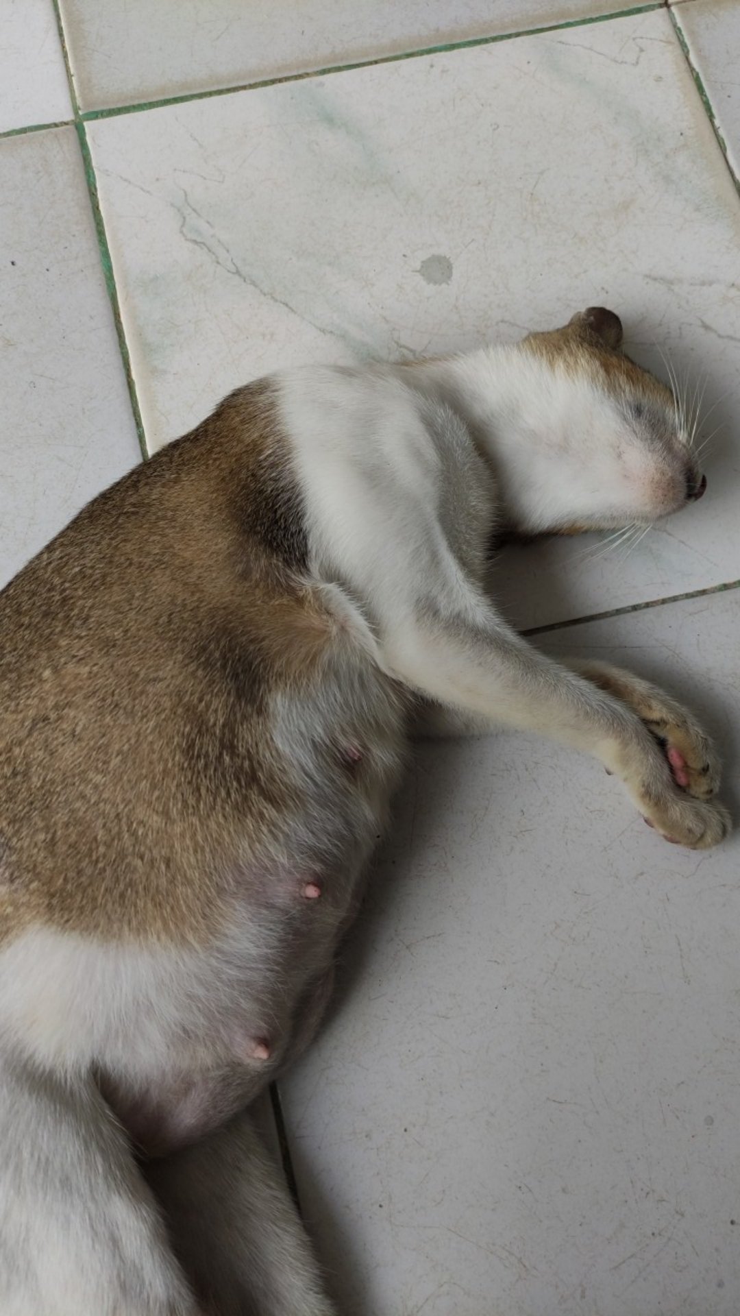 Tutup Gelas Stainless Set 12 Pcs Stainless Motif / Tutup Gelas Stainless Motif 12 Pcs