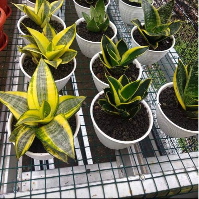 Sansivera pagoda  tanaman hias sensivera lidah  mertua   Sansivera pagoda  tanaman hias sensivera lidah  mertua