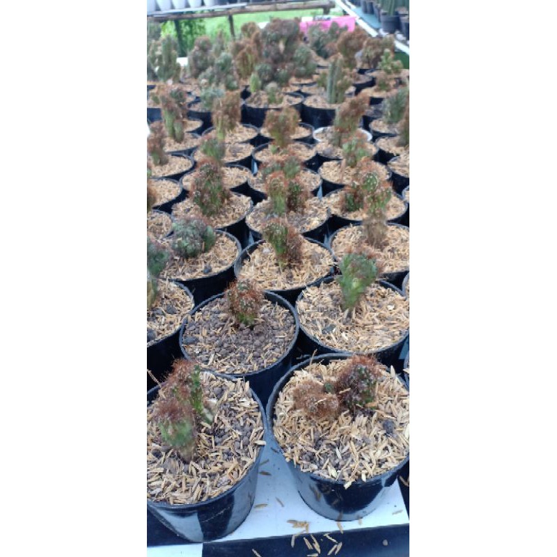 Cereus jamacaru f. Monstrose