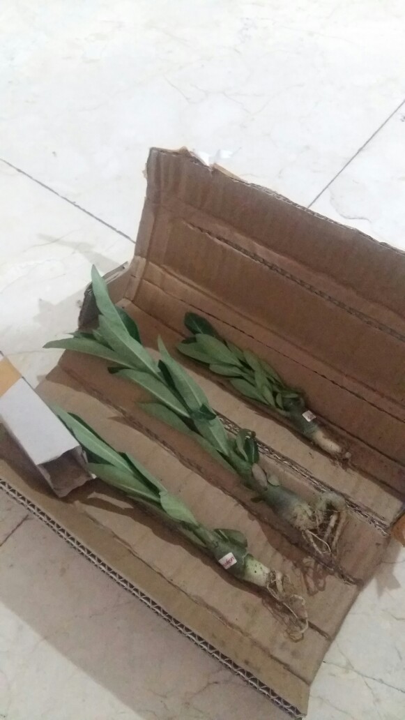 Bibit Bunga Kamboja Adenium Rachan Purple - Rachan Purple