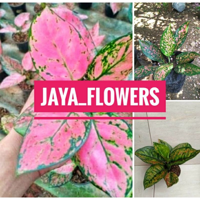 paket hemat 4 aglonema Lady Valentine, Venus, kocin tembaga, twingkel.pink