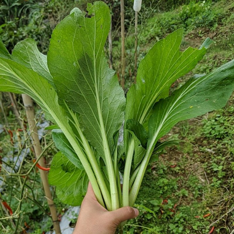 DIARY PETANI - 200 Biji Benih Bibit Sawi Caisim Sawi Hijau Siap Tanam