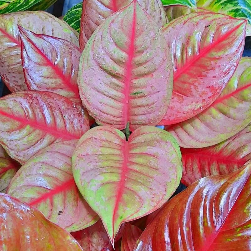 Aglaonema Ligh Of Diamond (LOD) /Aglonema LOD / Aglonema LOD (Tanaman hias aglaonema LOD) - tanaman hias hidup - bunga hidup - bunga aglonema - aglaonema merah - aglonema merah - aglaonema import - aglaonema murah