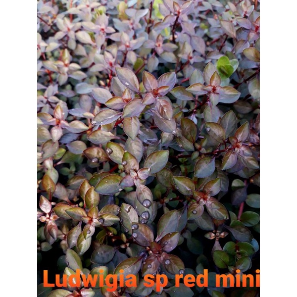 Ludwigia sp red mini per 10 batang