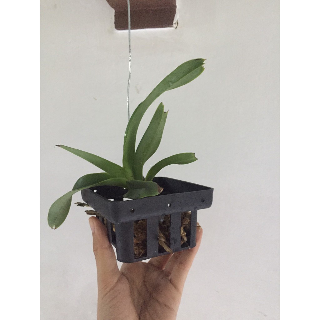 ANGGREK VANDA FOETIDA REMAJA