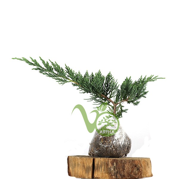 Bibit Cemara Blue Sinensis