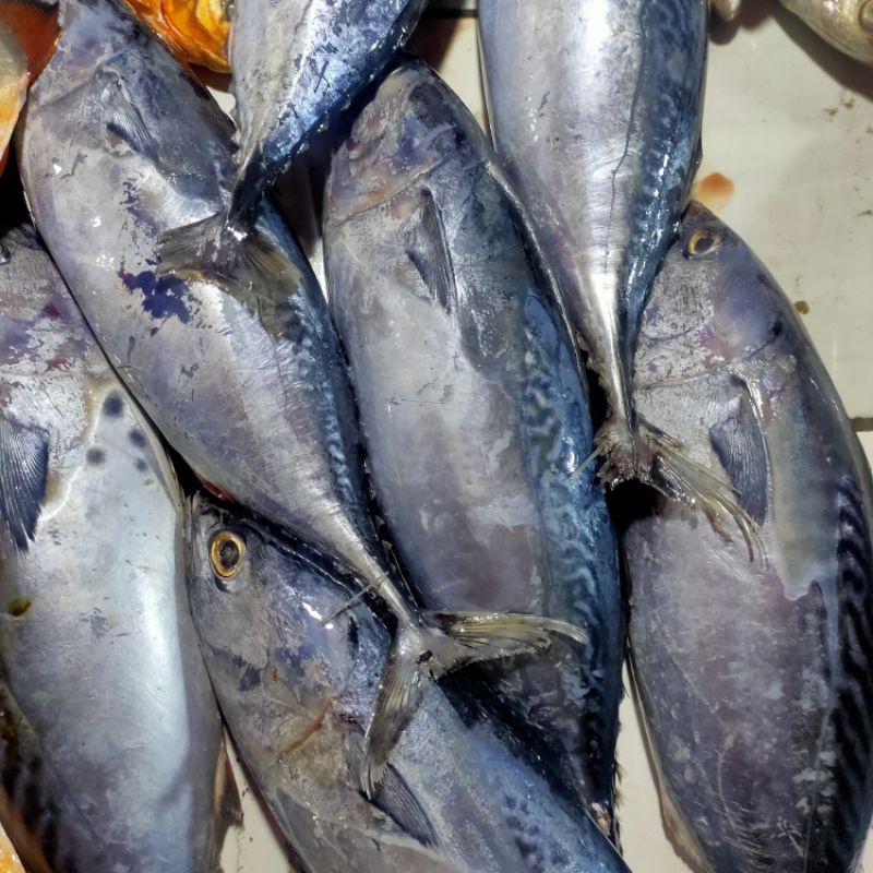 Jual Ikan Tongkol Segar Shopee Indonesia