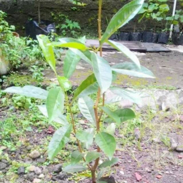 Bibit tanaman daun salam/bibit tanaman daun salam sayur/daun salam