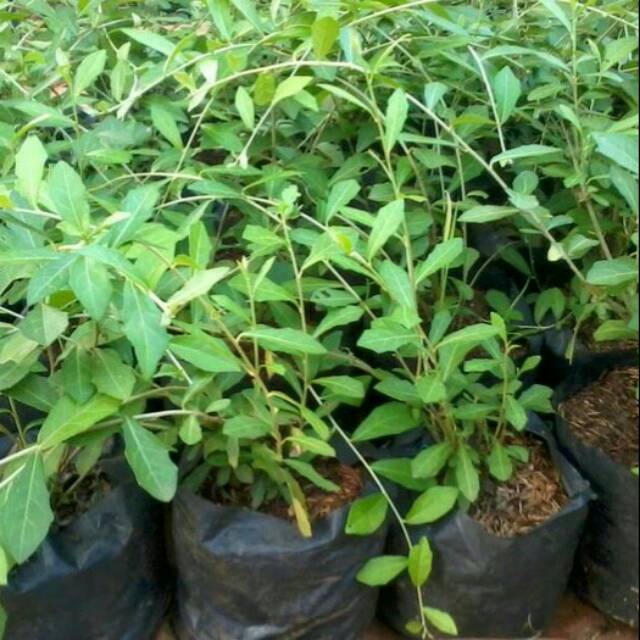 Lee Kwan Yew/ Lii Kuan Yu / vernonia elliptica