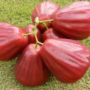 Bibit Jambu Air Dalhari jambu air dalhari tanaman buah