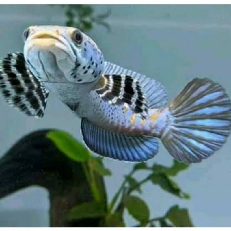 

ikan chana pulcra 7 8 9 cm gondrong