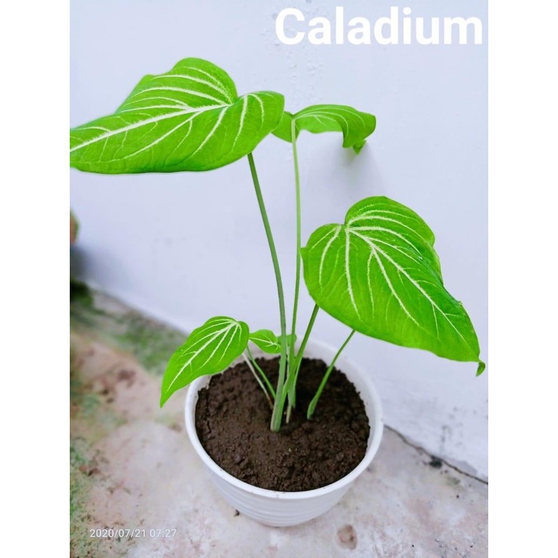 Caladium Greanleaf Caladium Murah Caladium Hias Shopee Indonesia