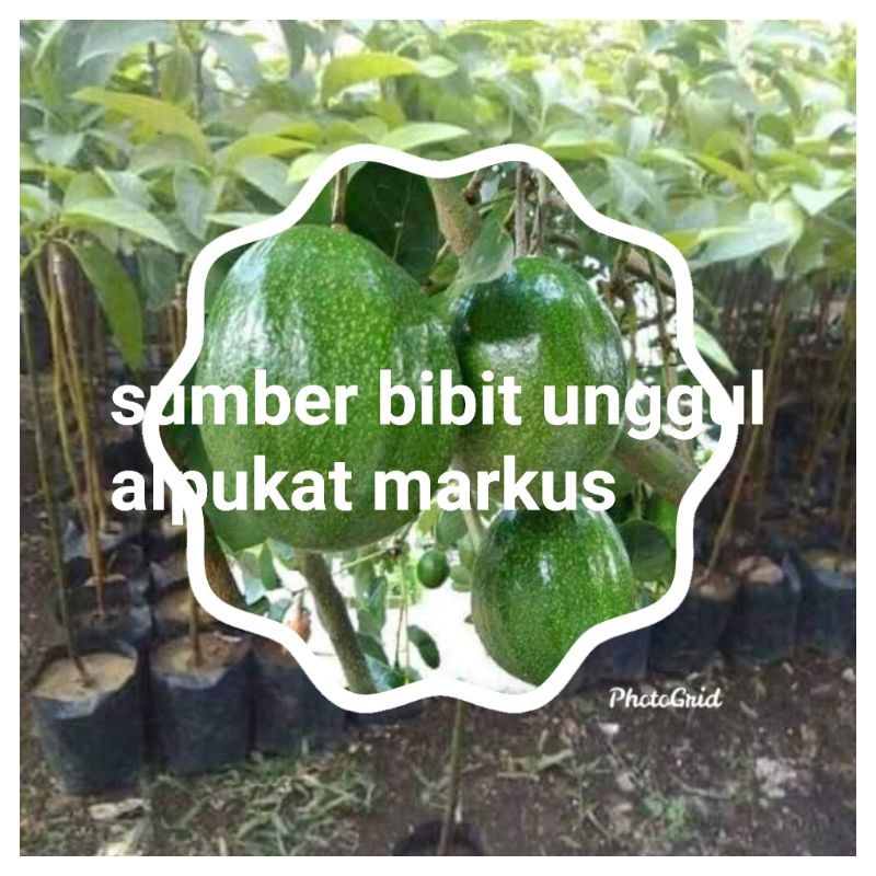 paket 10 bibit alpukat markus