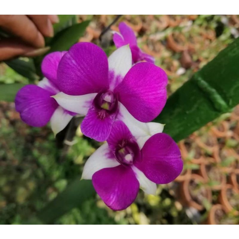 TANAMAN HIAS DENDROBIUM ANGGREK//PURPLE WHITE