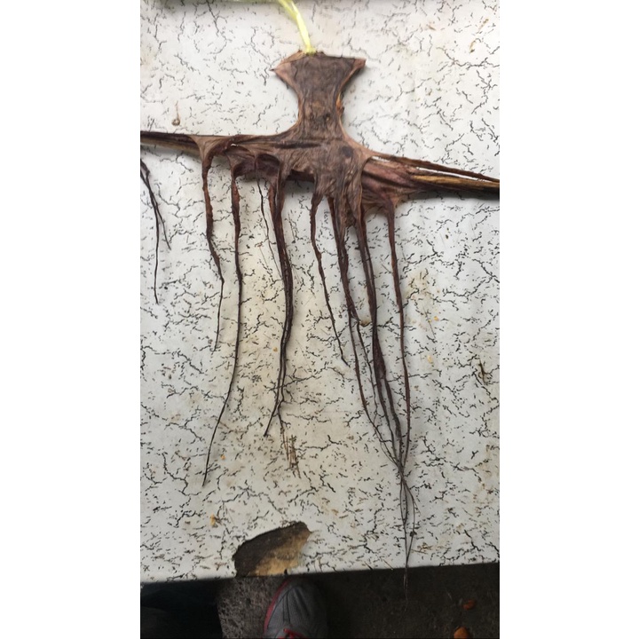 

Gurita Kecil Kering