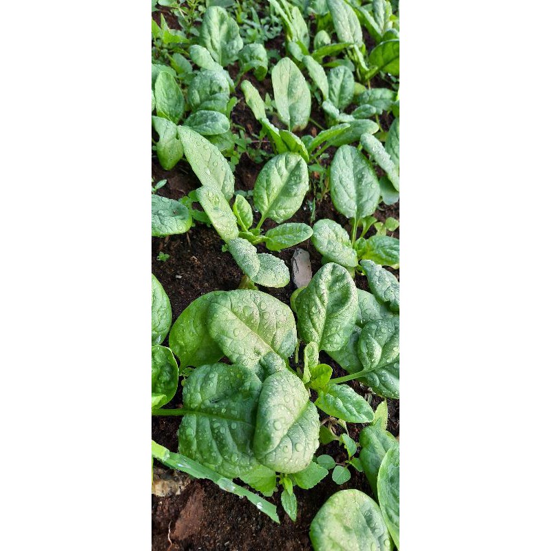 

Baby Spinach Organik