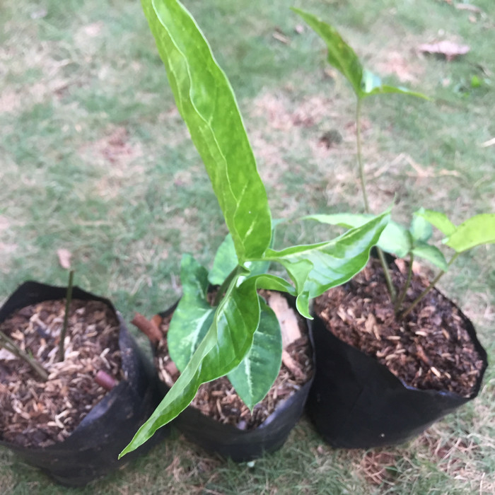 Tanaman hias singonium auritum - syngonium auritum