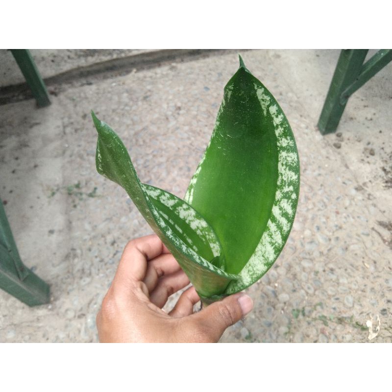 kaktus sukulen//sansevieria whitney