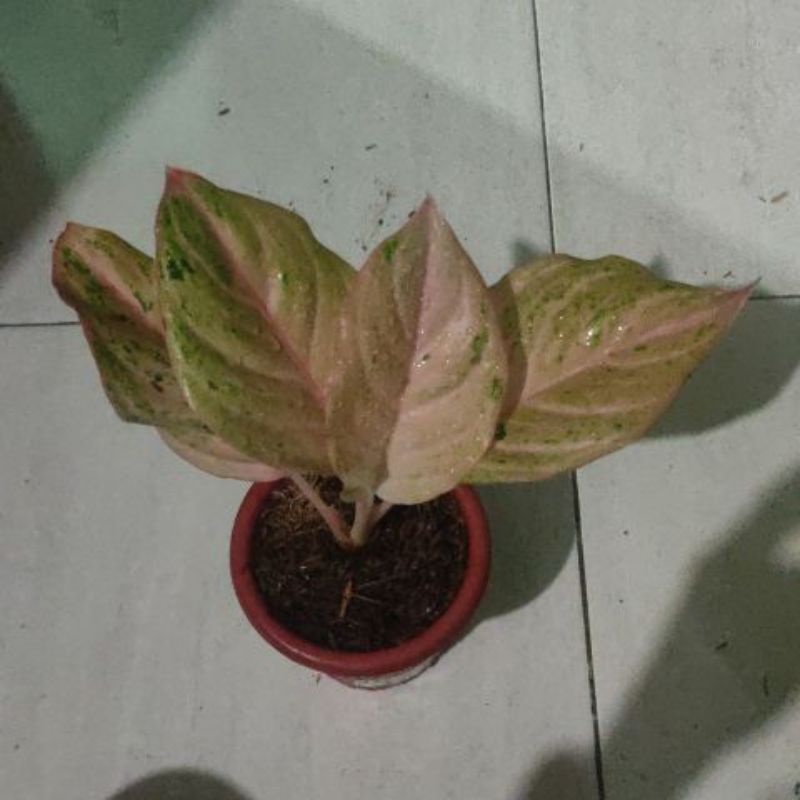 aglaonema bidadari mutasi