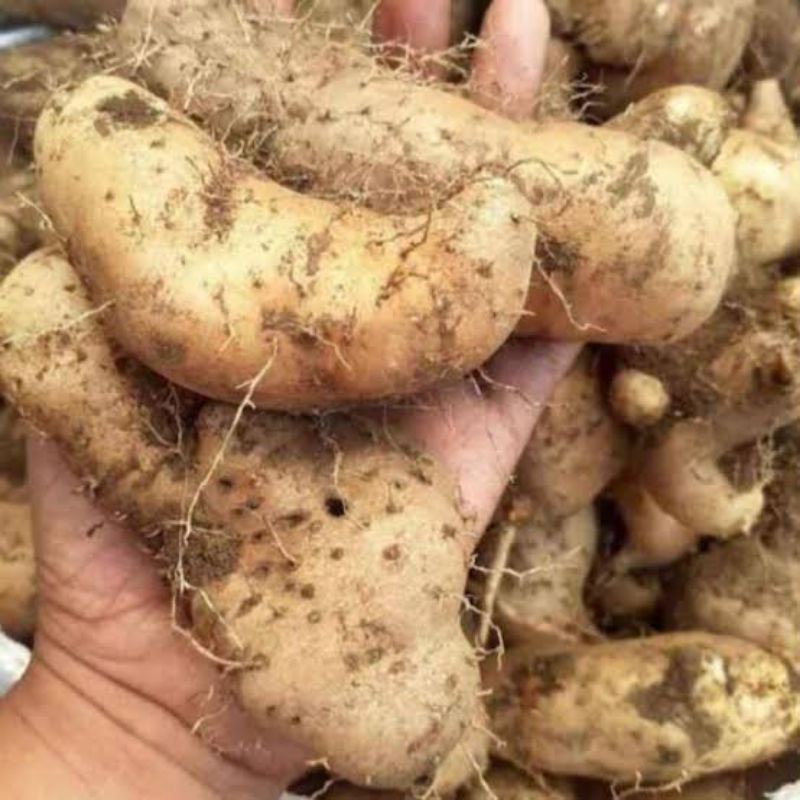 

umbi gembili makanan tradisional 500gram