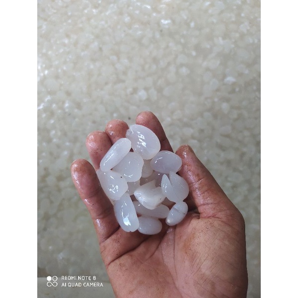 

kolang Kaling segar 1kg