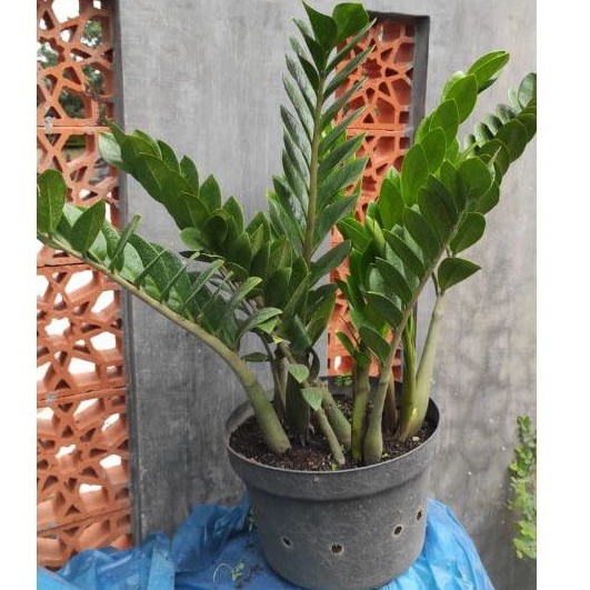 Zamioculas pohon dolar zamia membawa keberuntungan drakor start up original