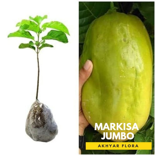 READY BIBIT MARKISA JUMBO BIBIT BUAH MARKISA TANAMAN BUAH MARKISAH JUMBO
