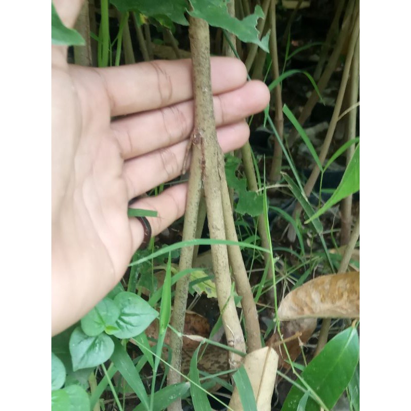 

DURIAN KAKI TIGA SUPER JUMBO