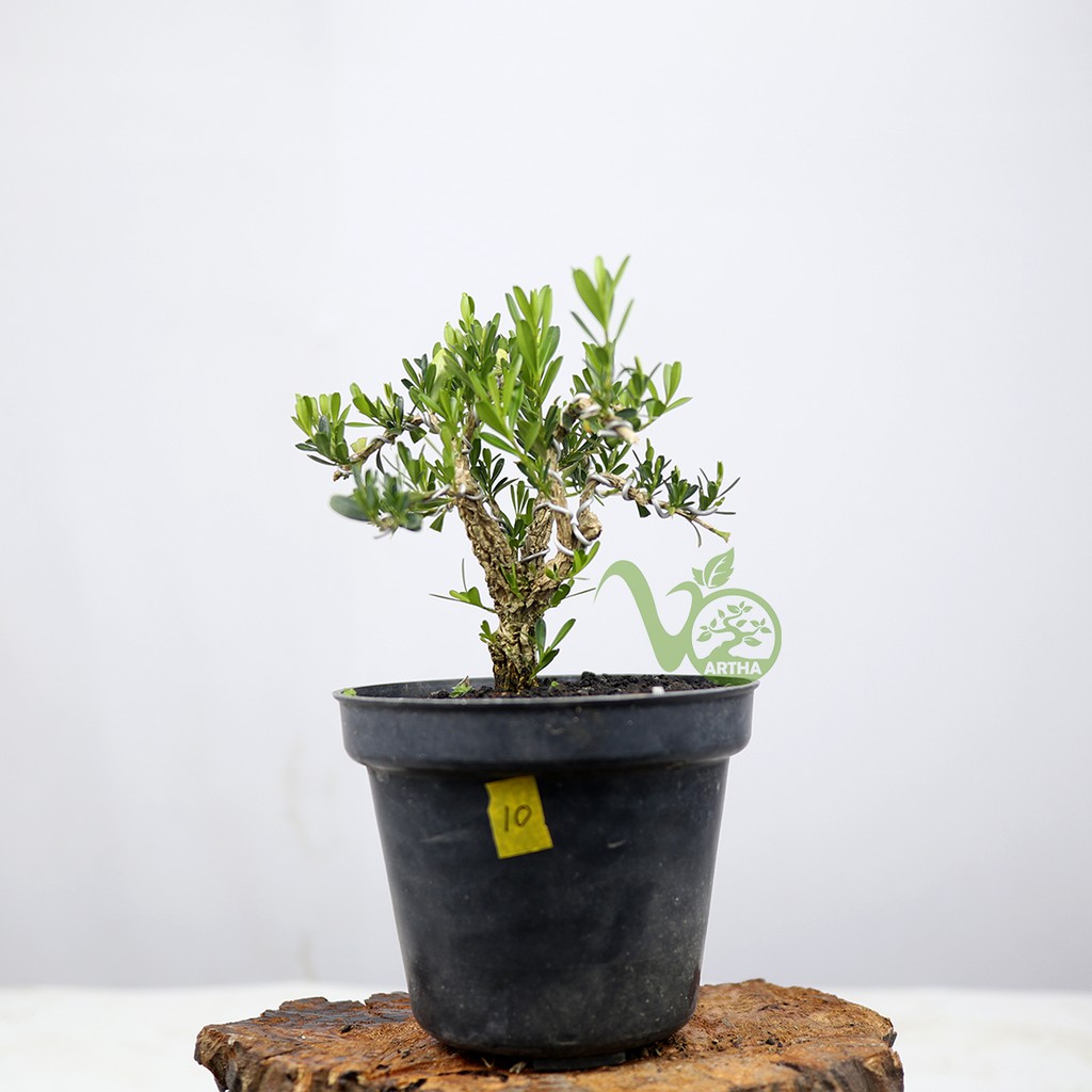 Bahan bonsai Buxus Mame