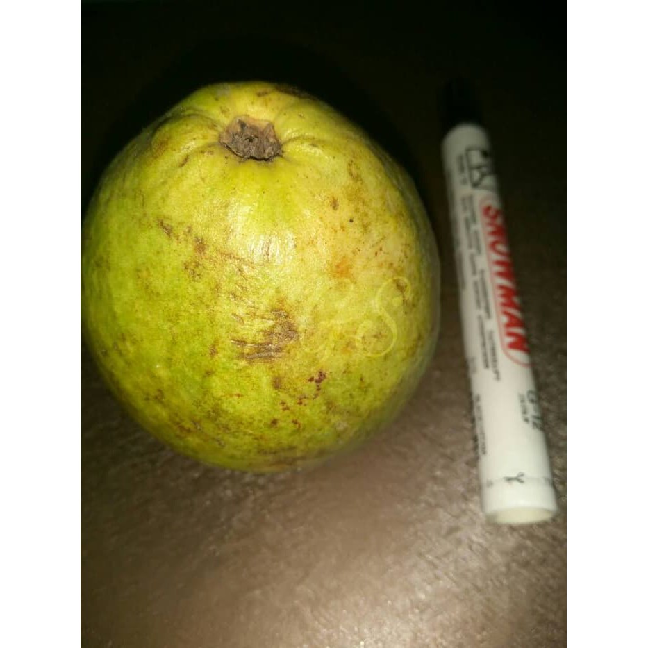 Bibit Tanaman Buah Jambu Pir Pear