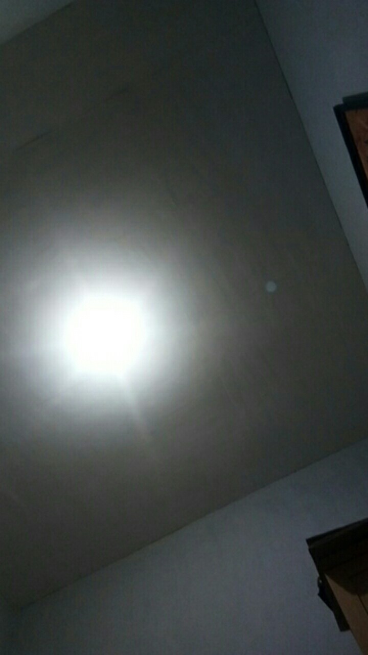 Seedling Anggrek Dendrobium