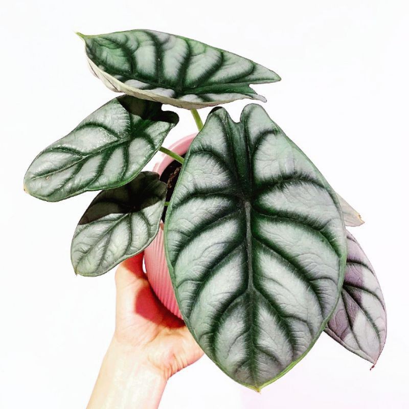 bibit bonggol alocasia silver dragon