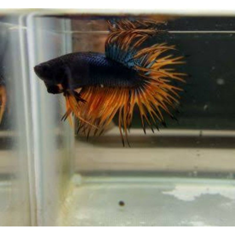 jual ikan hias-cupang serit crowntail-size m full-warna random-ikan cupang cantik