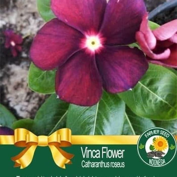 Bibit / Benih Biji Bunga Gantung VINCA MAROON Tapak Dara isi 10 Biji