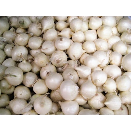 biji/benih/bibit tanaman bawang putih tunggal / lanang /5 biji-1