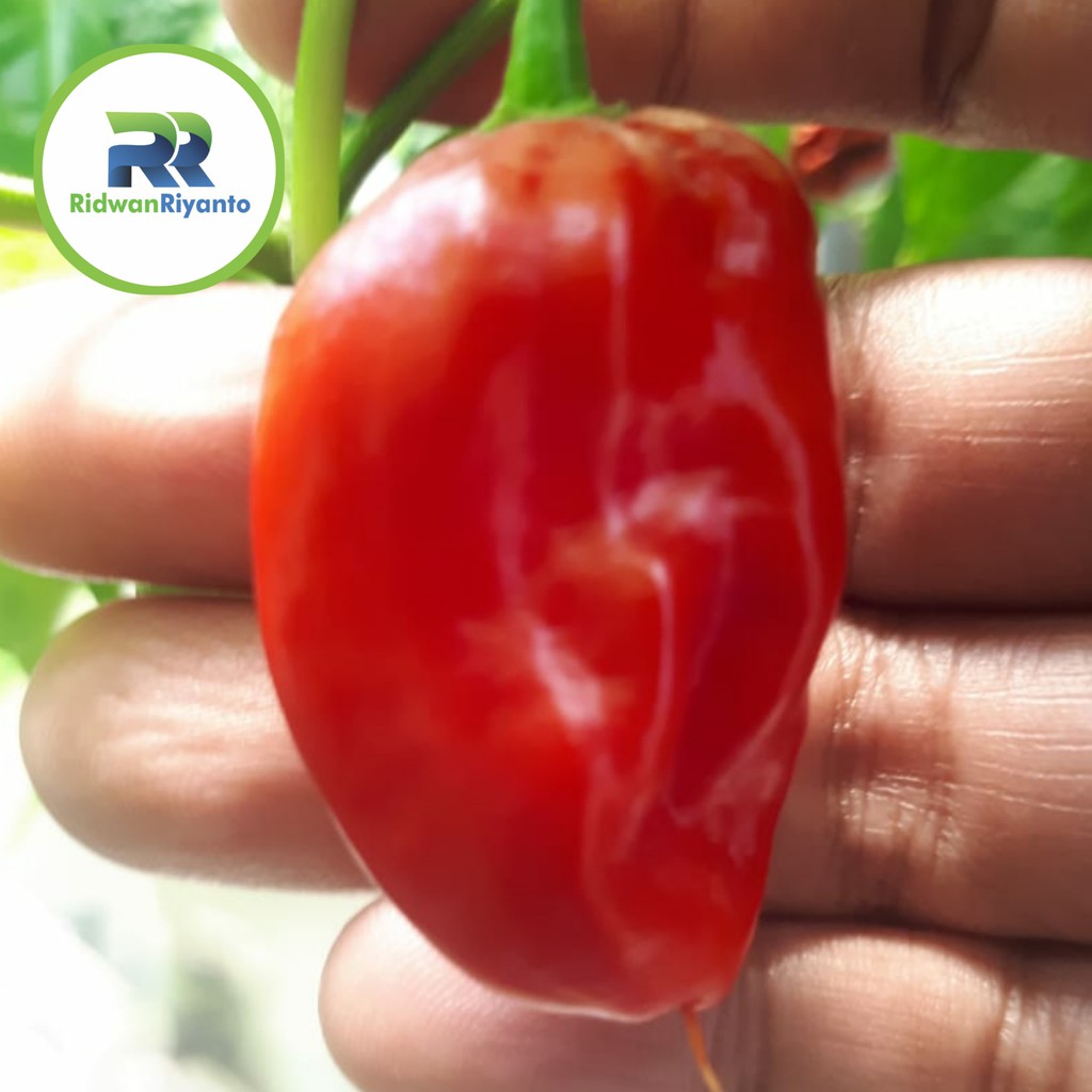 BIJI Benih Cabai DORSET NAGA Chilli Pepper Chili ini BIJI Benih bukan BUAH CABE nya