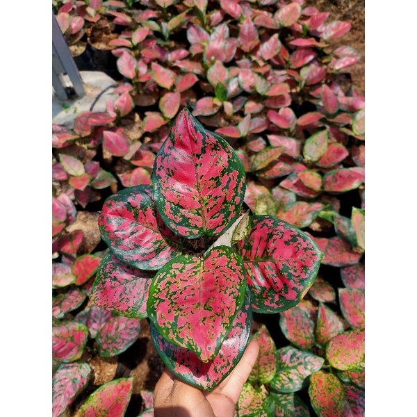 AGLONEMA NDUT ANJAMANI REMAJA (FULL MERAH) TERMURAH / AGLONEMA DUD ANJAMANI TERMURAH / AGLONEMA MURA