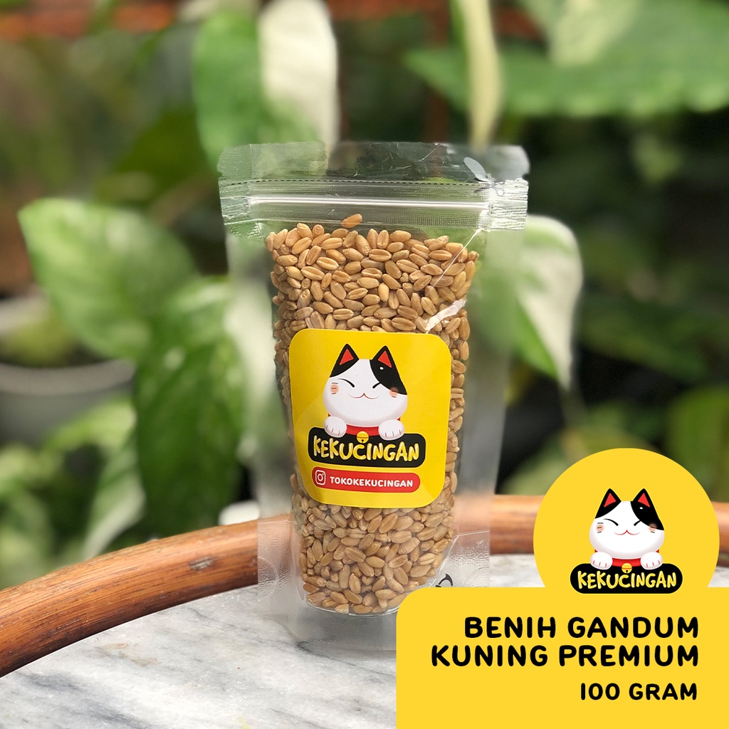 BIJI GANDUM Rumput Kucing KUNING PREMIUM Benih Wheatgrass 100 gram