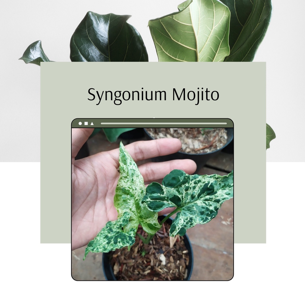 Syngonium Mojito Murah Bibit Syngonium Mojito
