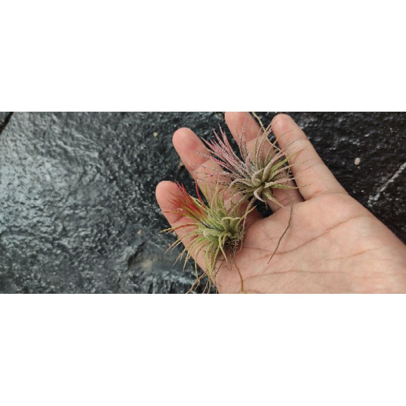 Tillandsia paket Fuego, Vanhyngini, rubra