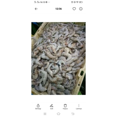 

udang vaname besar