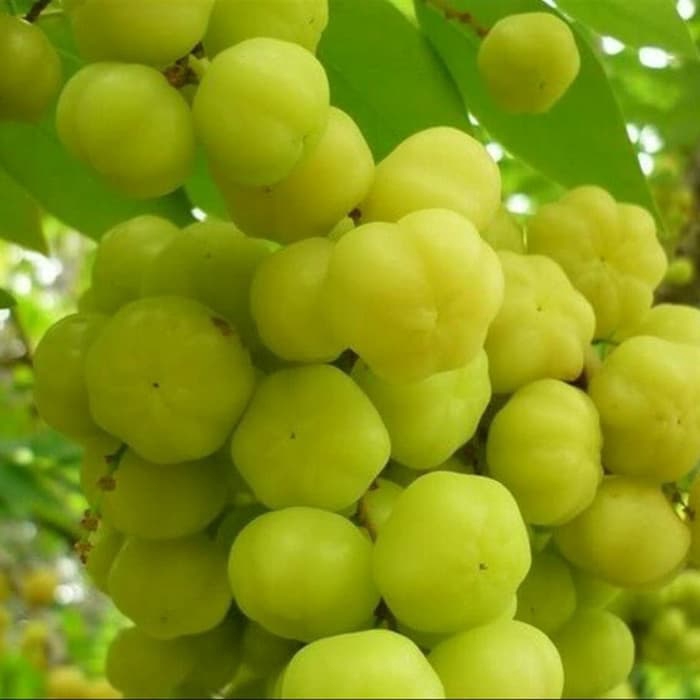 bibit buah cermai unggul bibit unggul bibit unggul
