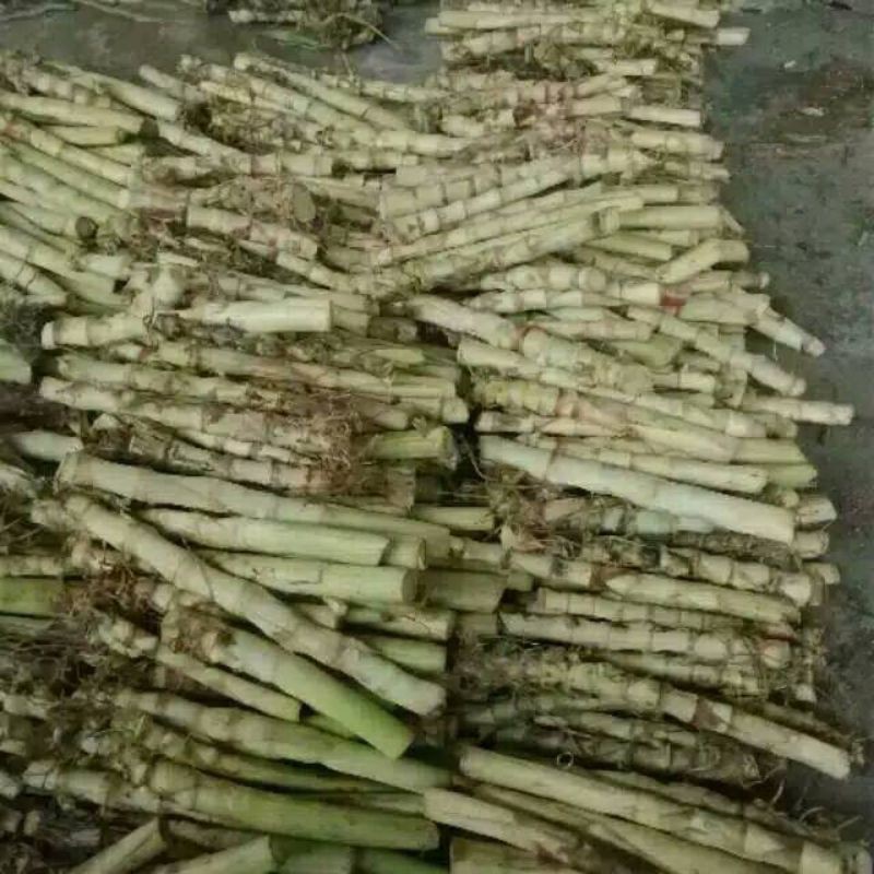 Benih Tanaman Rumput ODOT KOLONJONO RUMPUT GAJAH